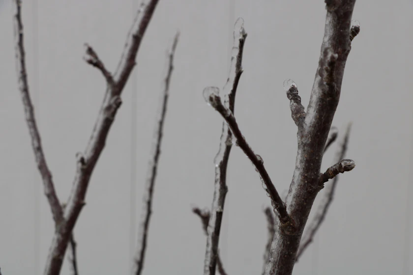 Bare branches sheathed in clear glaze ice, bent low under the weight