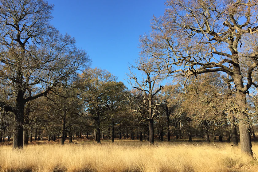 Trees grown up thick along the edge of an open pasture south of Norman