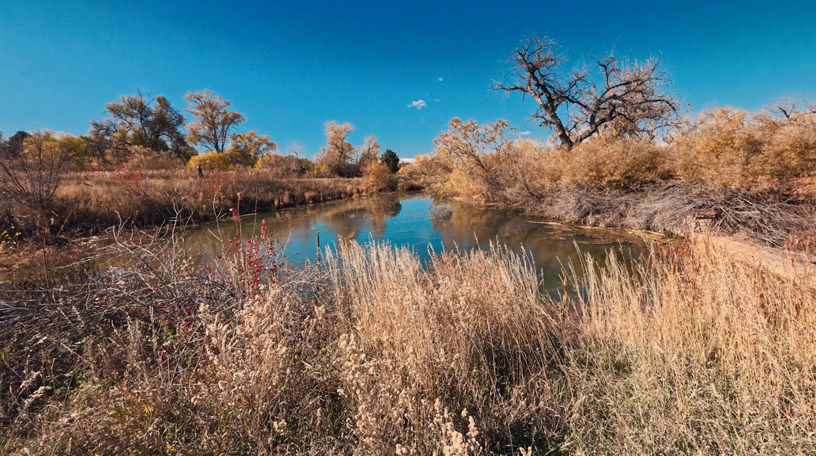 Cottonwoods crowding a sandy bend of the Canadian River at the south edge of Norman