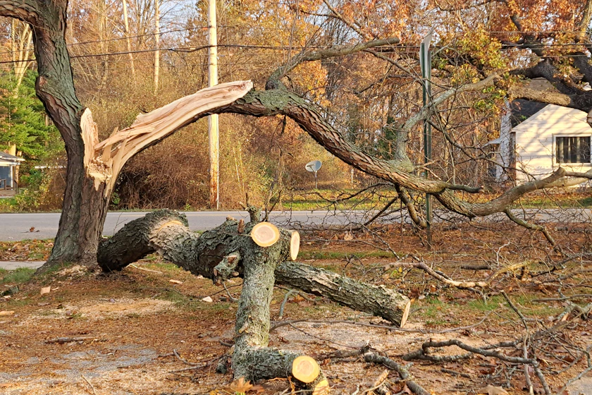 A mature hackberry split through the main fork with the broken half resting on a backyard fence