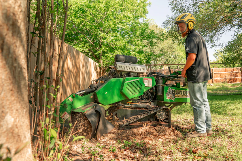 A stump grinder wheel cutting into a wide stump, chips flying to one side